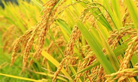 Mimpi melihat tanaman padi yang hijau togel  Angka Togel 4D : 1397 - 1874